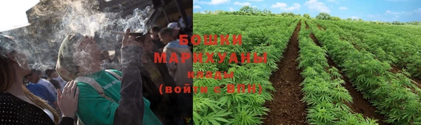 прущие грибы Нефтегорск